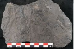 Foto (Detailansicht) von Diplothmema andraeanum Roehl (NHMW-GEO-2024-0188-10934)